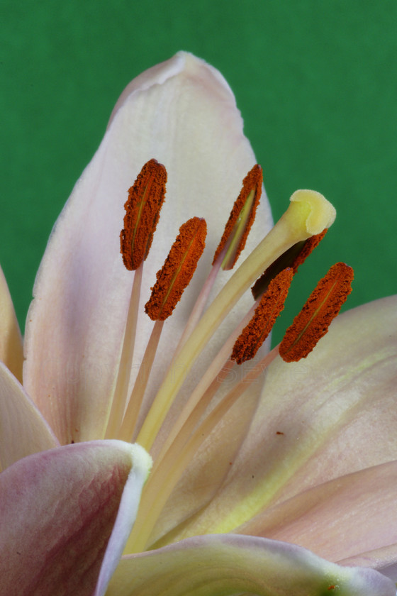 Iris flower4408 
 Close up of Iris flower 
 Keywords: Iris flower, pollen, style, stigma, Stamen, Filament