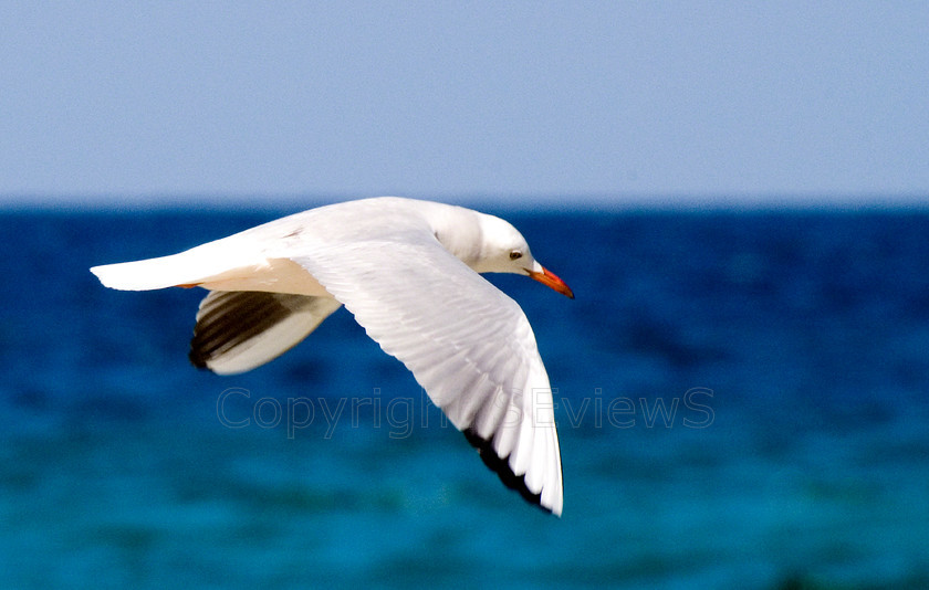 Lesser Black Sea Gull (3) 
 Keywords: Birds, Oman, Sea, Sea gul, Sea Gull, Sky, Sur, Seagull, Gull, Larus, Muscat