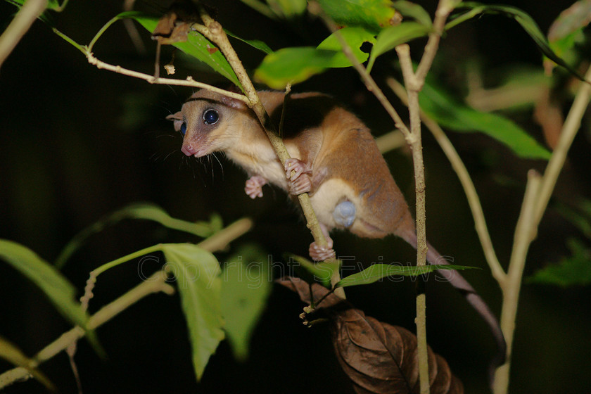 Opposum6441 
 SONY DSC 
 Keywords: Costa Rica, Central America, Pacific Coast, Mexican Mouse Opossum, Marmosa mexicana