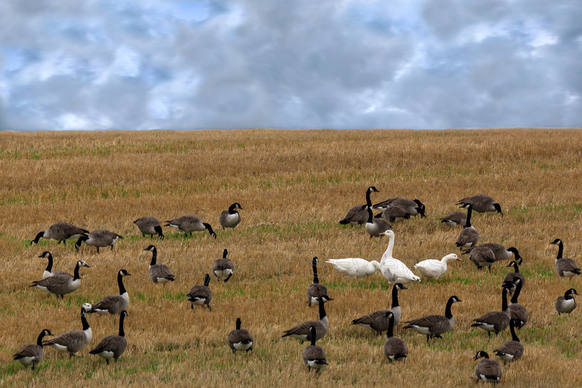 Canadian geese DSC8353 
 Canadian Geese including three white geese, near East Fleet, Dorset 
 Keywords: Canadian Geese, white geese, East Fleet, Dorset