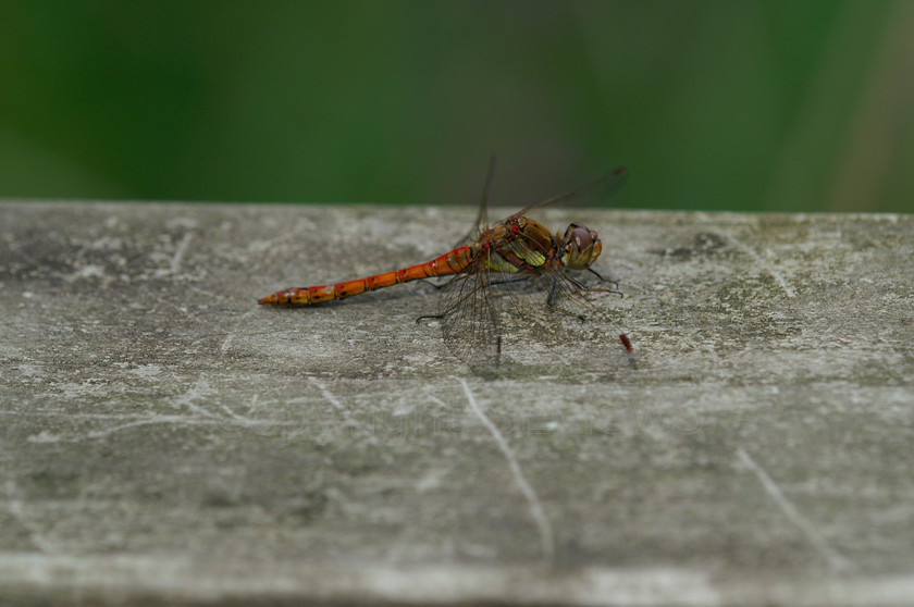 Dragon fly0100 
 Red dragon fly 
 Keywords: Red; dragon fly