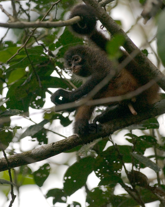 Spider monkey6487 
 Spider monkey 
 Keywords: Monkey, Costa Rica, Spider monkey