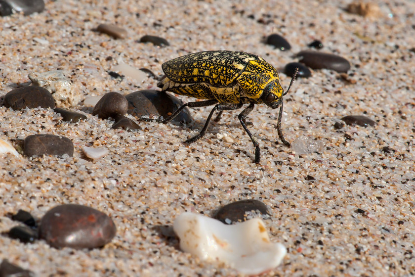 Beetle DSC8752 
 Buprestrid sp. Beetle, yellow and black standing on beach sand 
 Keywords: Buprestrid sp., Beetle, yellow, black, UAE