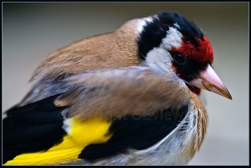 European Goldfinch 
 European Goldfinch portrait (still stunned after flying into pane of glass) 
 Keywords: European Goldfinch, Goldfinch, Carduelis carduelis, Camberley, Surrey, UK, EU