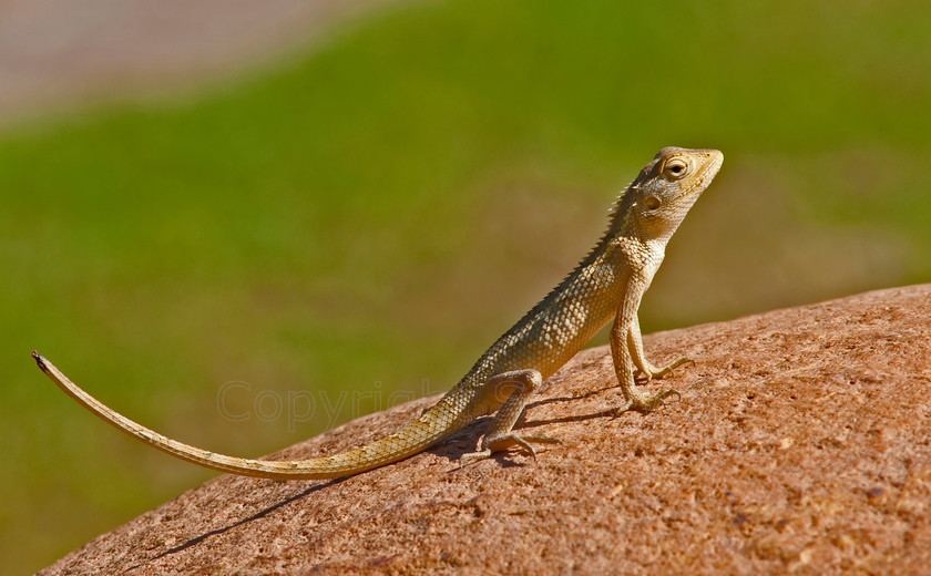 Oriental Garden Lizard1427 
 Oriental Garden Lizard (Calotes versicolor) (Juvenile) 
 Keywords: Oriental Garden Lizard, Calotes versicolor, Juvenile, Tail Damage