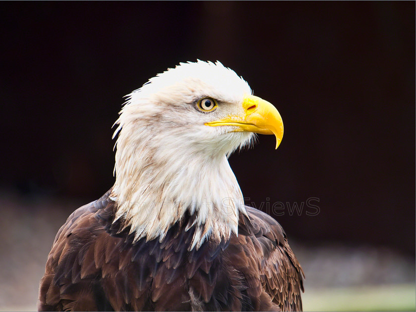 Golden Eagle (1) 
 Golden Eagle; eagle eye 
 Keywords: Golden Eagle, eagle eye