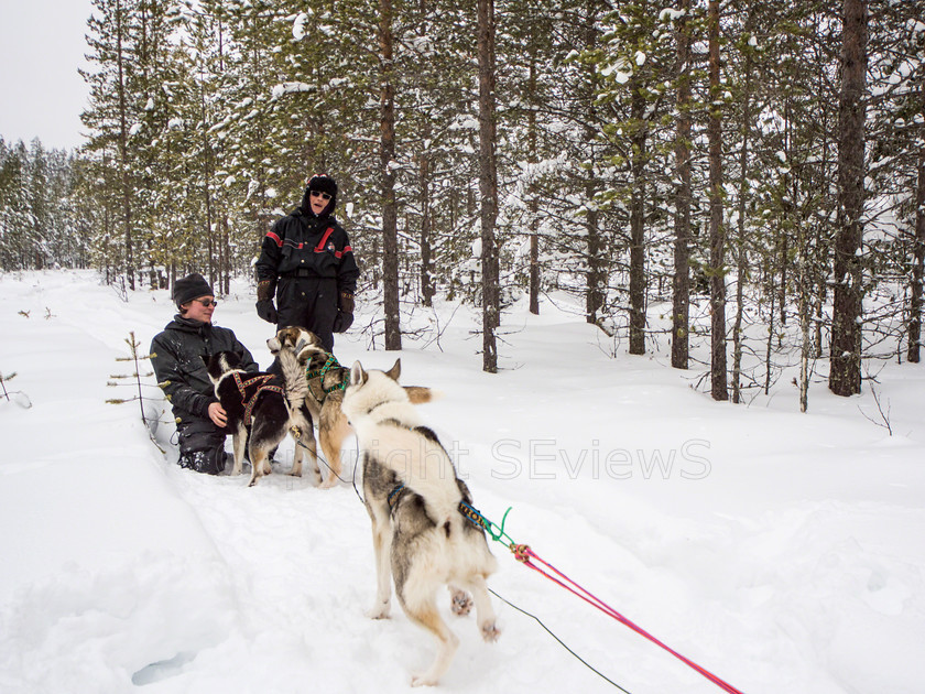 Tervahovi1836 
 Huskies pulling sledge on dog sledding trip on snow and ice around Kalevala, Northern Finland 
 Keywords: Tervahovi, Kalevala, Finland, Huskies