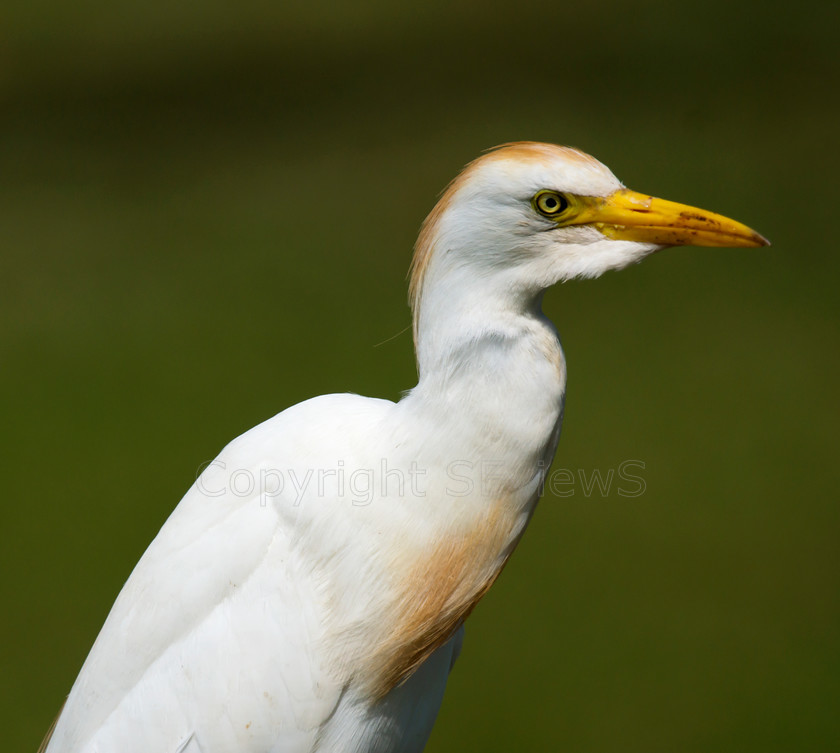 Heron0572 
 Keywords: Hawaii, Kualoa Regional Park, Cattle Egret, Bubulcus ibis, Breeding-plumaged adult