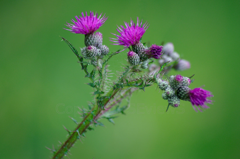 Thisltle 
 Thisltle flowers 
 Keywords: Summer, meadows, Flower, thisltle