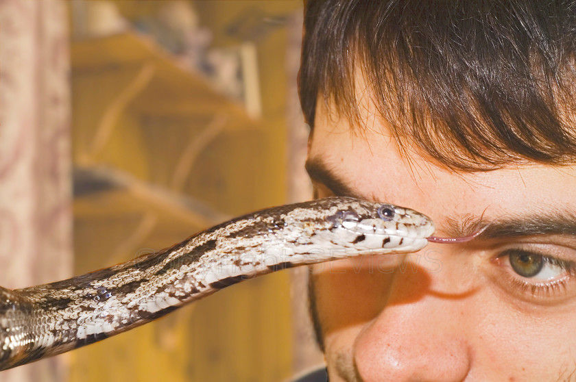 Sy s Snake (1) 
 Ratsnake very close to boy's eye 
 Keywords: Ratsnake, Elaphe sp., boy, eye to eye, close encounter