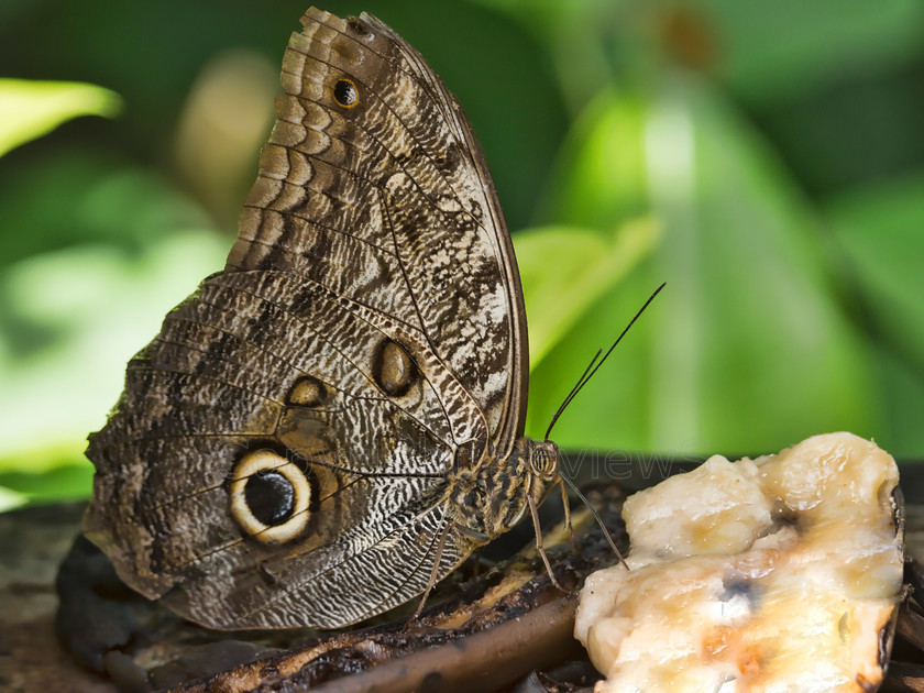 Giant Forest owl butterfly3525 
 Forest Giant Owl (Caligo eurilochus) Butterfly 
 Keywords: Forest Giant Owl (Caligo eurilochus), Panama