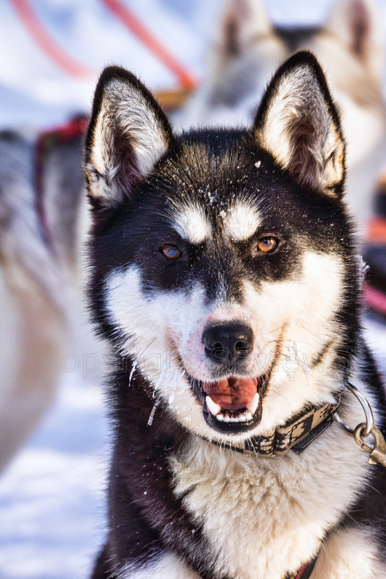 Huskies4964 
 Huskies on dog sledding trip in Finland 
 Keywords: Tervahovi, Finland Husky dog sledding