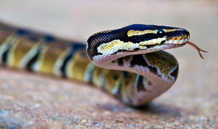 Royal Python0160 
 Royal Python 
 Keywords: Royal Python, Python regius, Juvenile