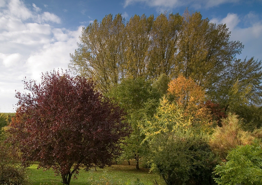 Popplars 
 Keywords: Coulonges, tree, Les Fontaines, Coulonges les Sablons, Eure et Loire, France