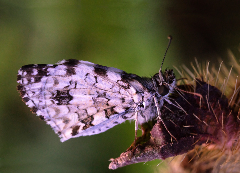 Tropical Checkered Skipper0735 
 Small Tropical Checkered Skipper (Pyrgus oileus) Butterfly after rain shower in Nevis, Caribbean 
 Keywords: St Kitts & Nevis, Nevis, Hermitage Plantation Inn, Pond Hill, Nevis, Caribbean, Tropical Checkered Skipper (Pyrgus oileus)