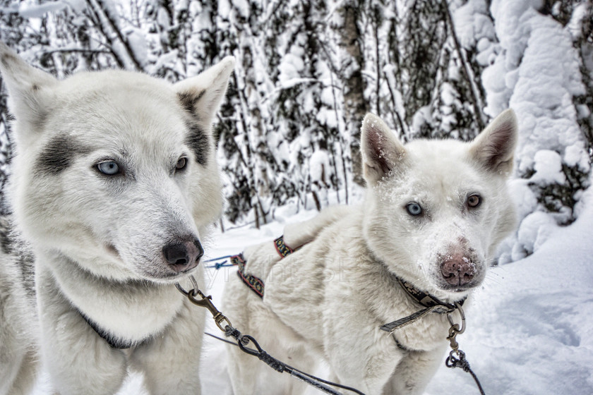 Huskies1909 
 Huskies on dog sledding trip in Finland 
 Keywords: Tervahovi, Finland Husky dog sledding