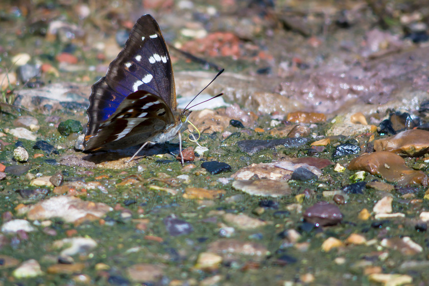 Surrey butterflies0095 
 Purple Emperor Butterfly 
 Keywords: Botany Bay, Tugley Wood, near Chiddingfold, Surrey, UK, Butterfly, Purple Emperor (Apatura iris)