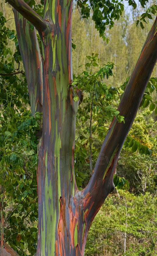 Colourful bark on Rainbow Eucalyptus7 
 Keywords: Waimea Beach Park, Hawaii