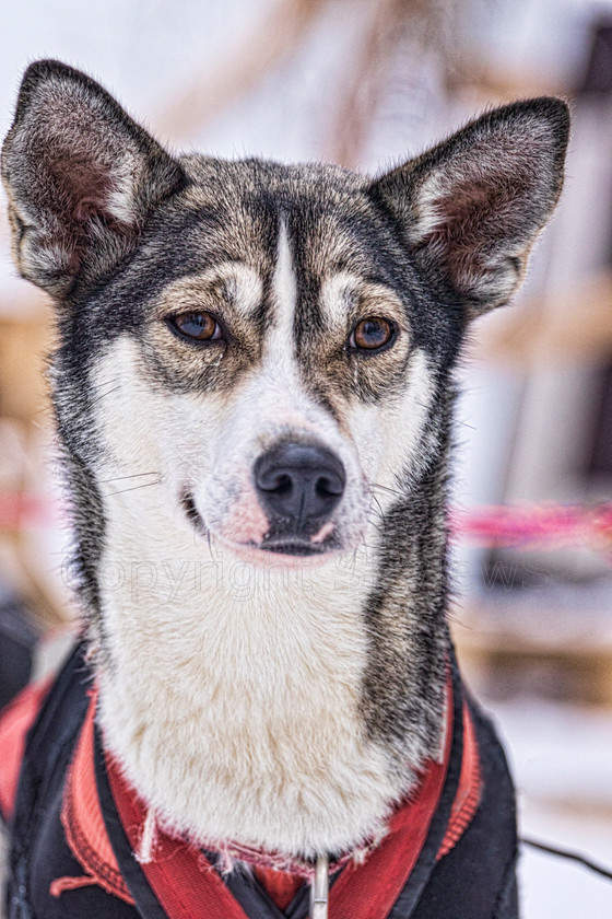 Huskies sharp5192 
 Huskies on dog sledding trip in Finland 
 Keywords: Tervahovi, Finland Husky dog sledding