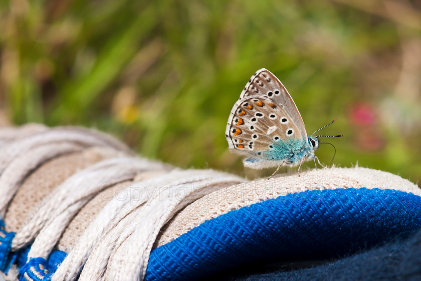 Butterfly02895 
 SONY DSC 
 Keywords: Common Blue Butterfly, Polyommatus icarus