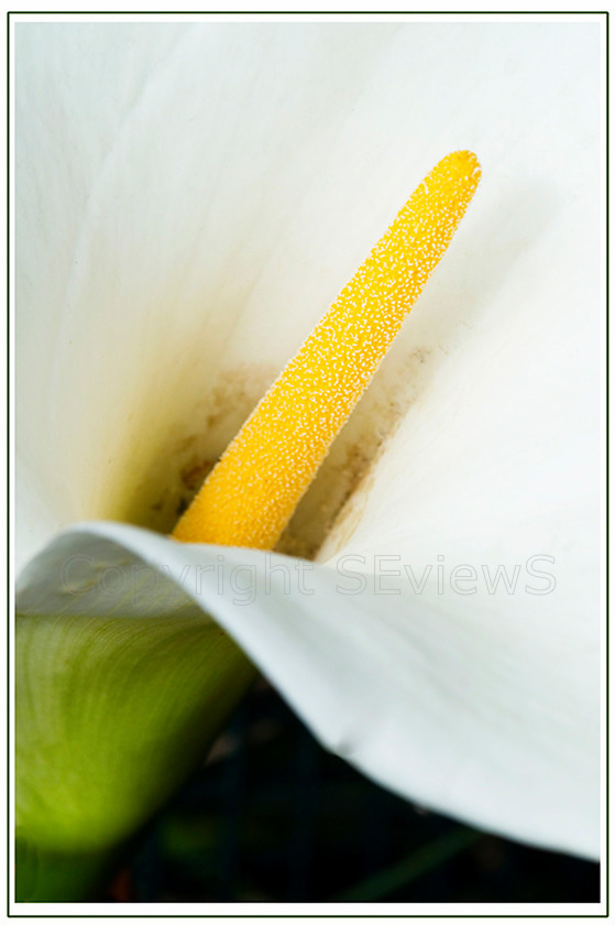 LilyPICT0092 
 Close up view of large white iris 
 Keywords: Flower, large iris, white, yellow stem, phallic