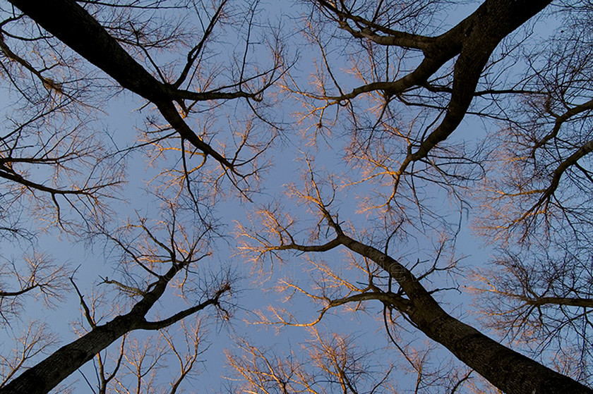 Poplar Trees 
 Poplar tree pattern with sunset light bathing top branches 
 Keywords: Poplar, Trees, sunset light, Coulonges les Sablons, France