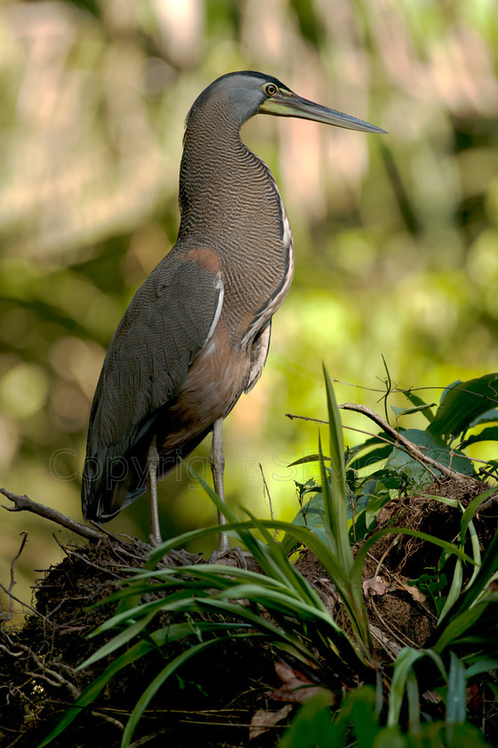 Heron5754 
 SONY DSC 
 Keywords: Heron, Costa Rica, Central America, Pacific Coast