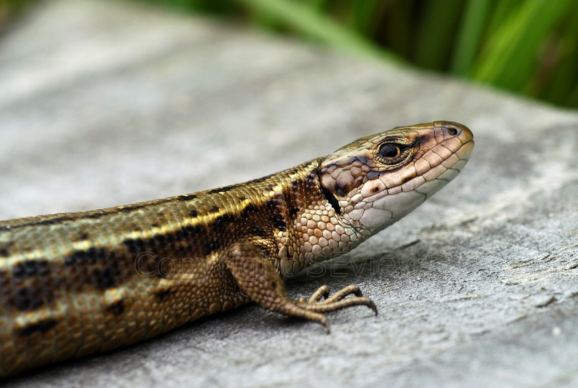 Common Lizard0113 
 Common Lizard - Lacerta vivipara 
 Keywords: Common, Lizard - Lacerta vivipara, Camberley, Surrey, UK