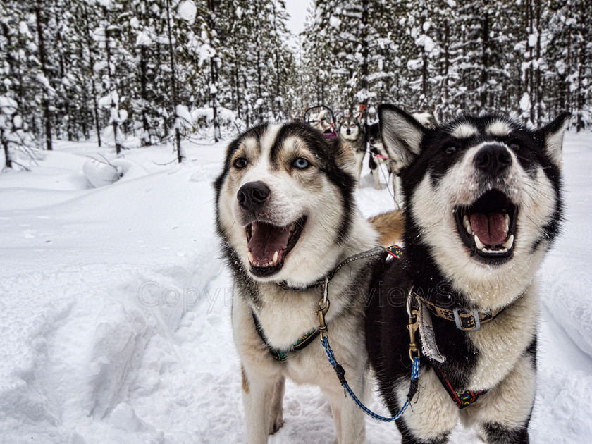 Tervahovi1875 
 Huskies pulling sledge on dog sledding trip on snow and ice around Kalevala, Northern Finland 
 Keywords: Tervahovi, Kalevala, Finland, Huskies