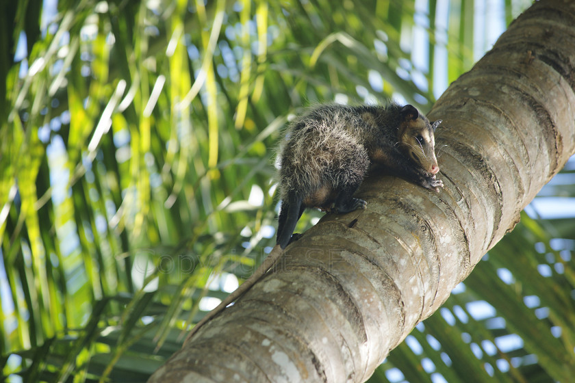 Coati0195 
 SONY DSC 
 Keywords: Costa Rica, Central America, Pacific Coast, White-nosed Coati, Nasua narica