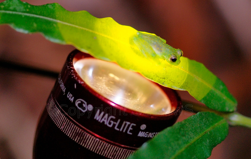 Glass frog6264 
 Glass frog over torchlight 
 Keywords: Glass frog, Centrolenidae, Costa Rica, Central America, Pacific Coast, transparent, see through