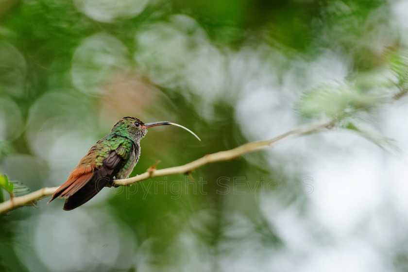 Buff-bellied Hummingbird5965 
 SONY DSC 
 Keywords: Hummingbird, Buff-bellied Hummingbird (Amazilia yucatanensis), Costa Rica, Central America, Pacific Coast