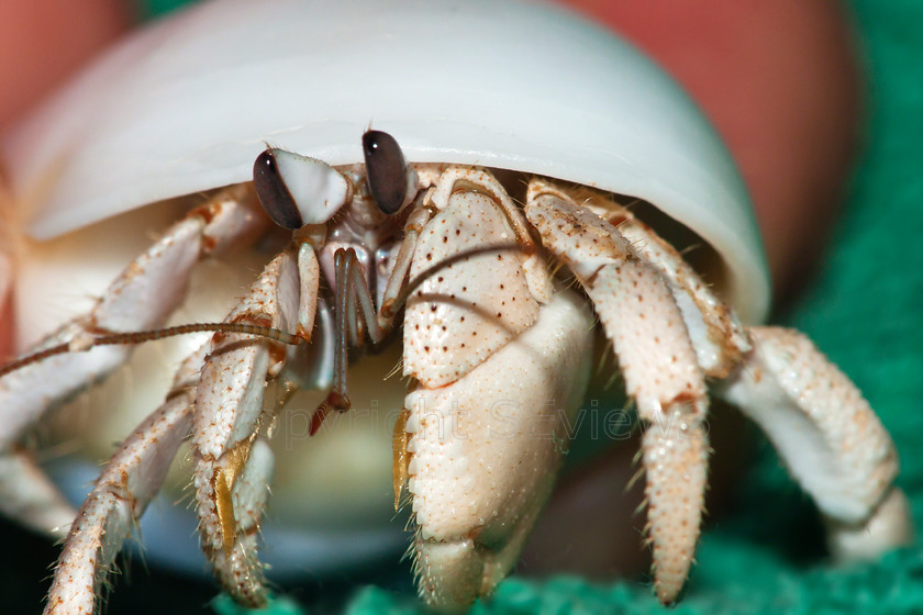 Hermit crab Paguroidea 
 Hermit crab - close up view 
 Keywords: Hermit crab, Paguroidea sp., Ras Al Hadd, Ash Sharqiyah, Oman