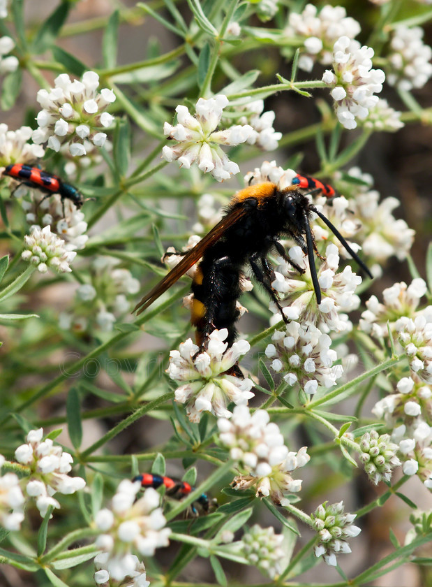 DSC02643 
 SONY DSC 
 Keywords: Velvet Ant, Mutilla sp.