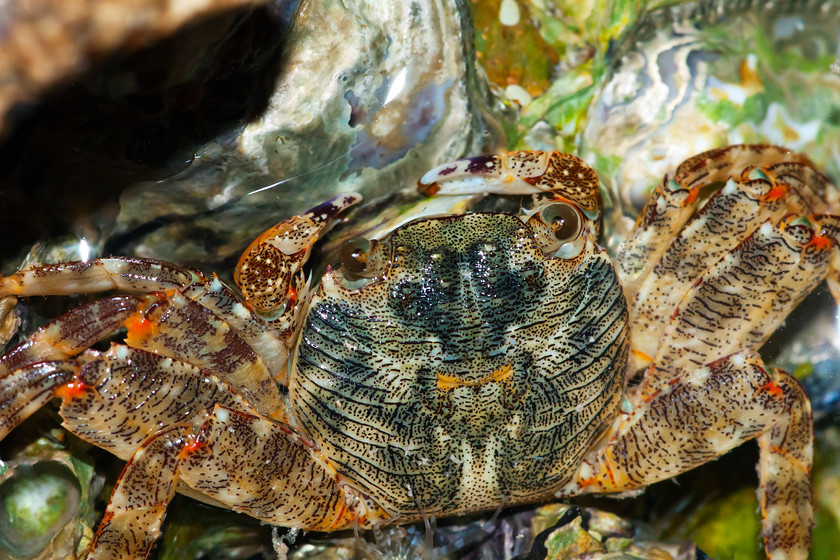 Rock Crab1710 
 Colourful crab, well camouflaged on rocks in Oman 
 Keywords: Rock Crab, cryptic, colourful, Ras Al Hadd, Ash Sharqiyah, Oman