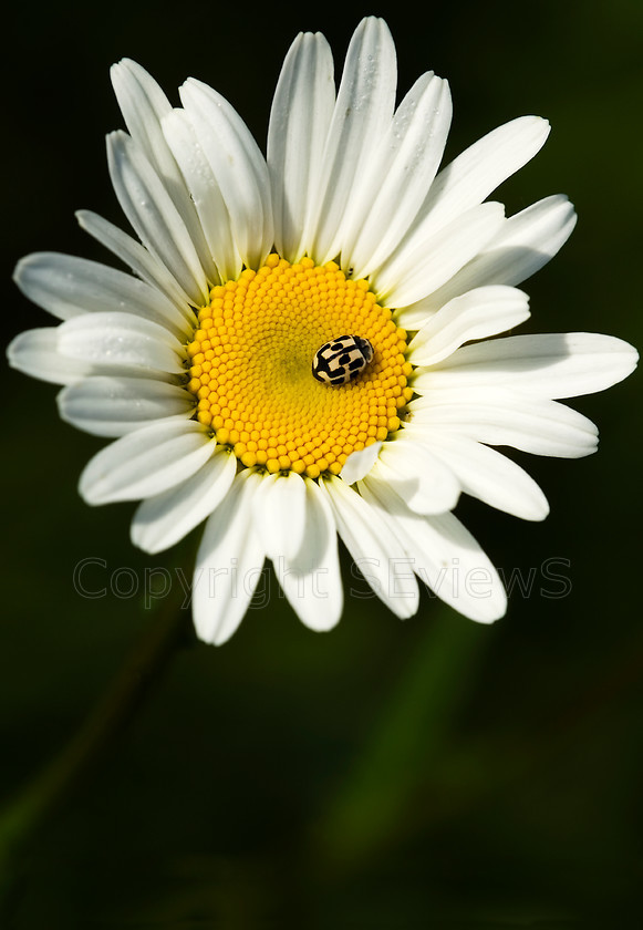 Yellow ladybird on daisy 
 Yellow ladybird on daisy 
 Keywords: ladybird, Arundel, Daisy, Flowers, Wetlands