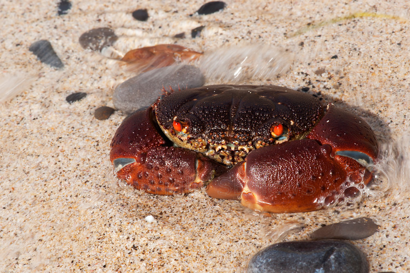 Stone crab 
 SONY DSC 
 Keywords: Stone crab, Oman