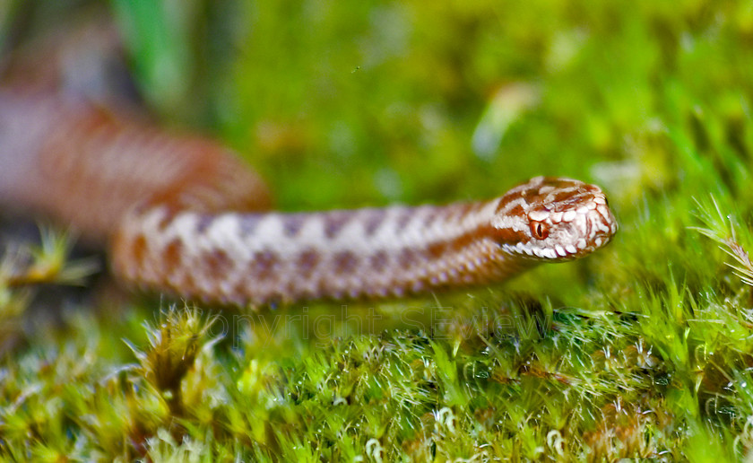 Adder (6) 
 Adder in Surrey woodland 
 Keywords: Adder, Reptile, Snake, Botany Bay, Chiddingfold, Surrey: UK, EU