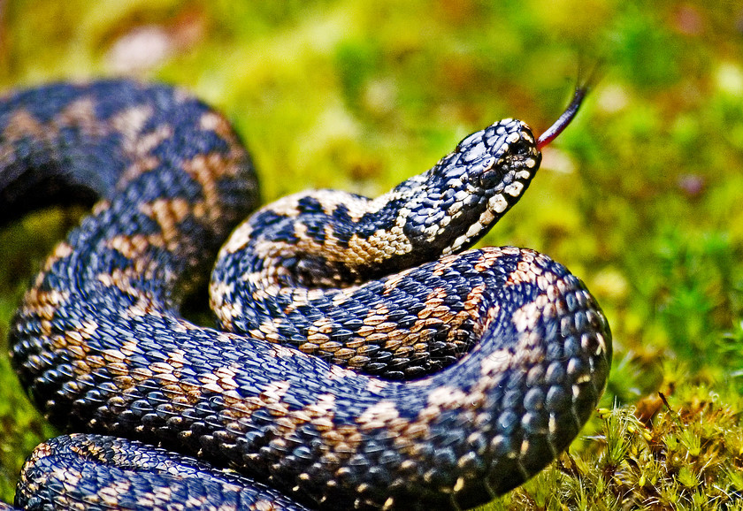 Adder (4) 
 Adder in Surrey woodland 
 Keywords: Adder, Reptile, Snake, Botany Bay, Chiddingfold, Surrey: UK, EU