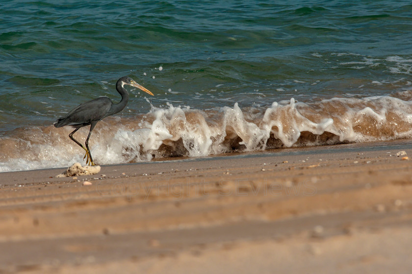 Heron01402 
 Heron on coast near Khasab, Musandam, Oman 
 Keywords: Khasab, Musandam, Oman