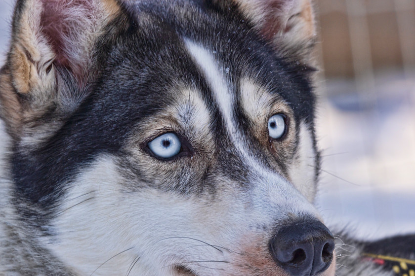 Huskies4965 
 Huskies on dog sledding trip in Finland 
 Keywords: Tervahovi, Finland Husky dog sledding