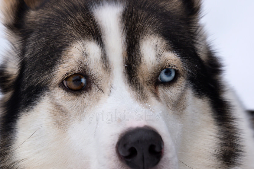 Huskies5063 
 Huskies on dog sledding trip in Finland 
 Keywords: Tervahovi, Finland, brown eye, blue eye Husky dog sledding