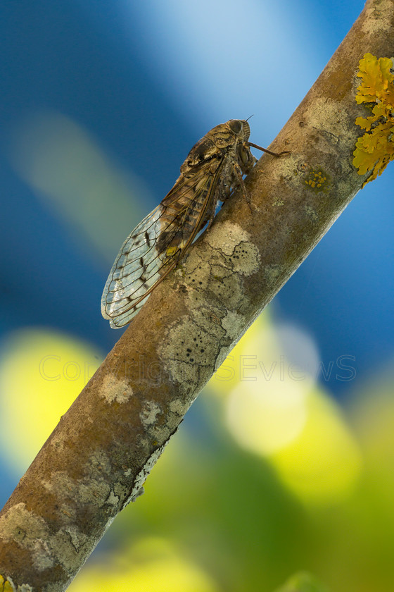 Cigale7023 
 Cicada, Cicadoidea 
 Keywords: Eygaliers, Drome, France, Moulin de Cost, cigale, Cicada, Cicadoidea