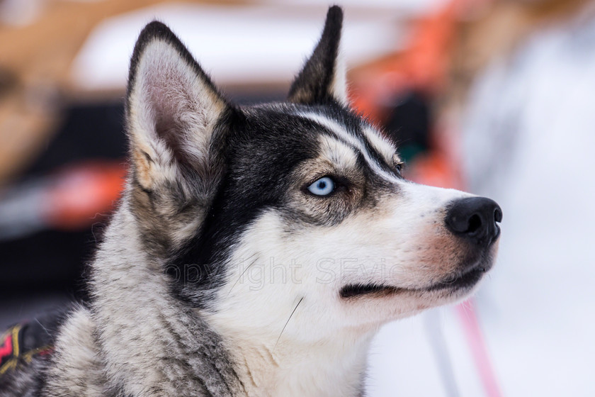 Huskies5175 
 Huskies on dog sledding trip in Finland 
 Keywords: Tervahovi, Finland Husky dog sledding