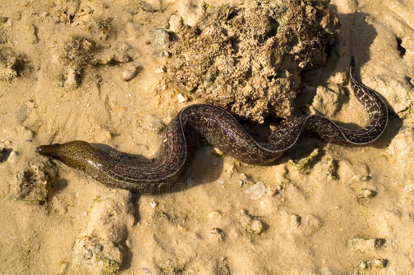 Moray Eel 
 Moray eel, Oman 
 Keywords: Seaside, Eel, Sand, Oman, Dive Club Oman