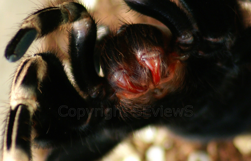 Tarant0015 
 Brazillian Red and White Tarantula (Nhandu chromatus) Freshly moulted (red fangs) 
 Keywords: Brazillian Red and White Tarantula, Nhandu chromatus, Moult, Soft Fangs