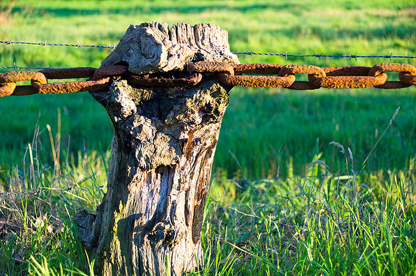 tree chain 
 Rusty chain engulfed in tree trunk 
 Keywords: tree trunk, rusty chain