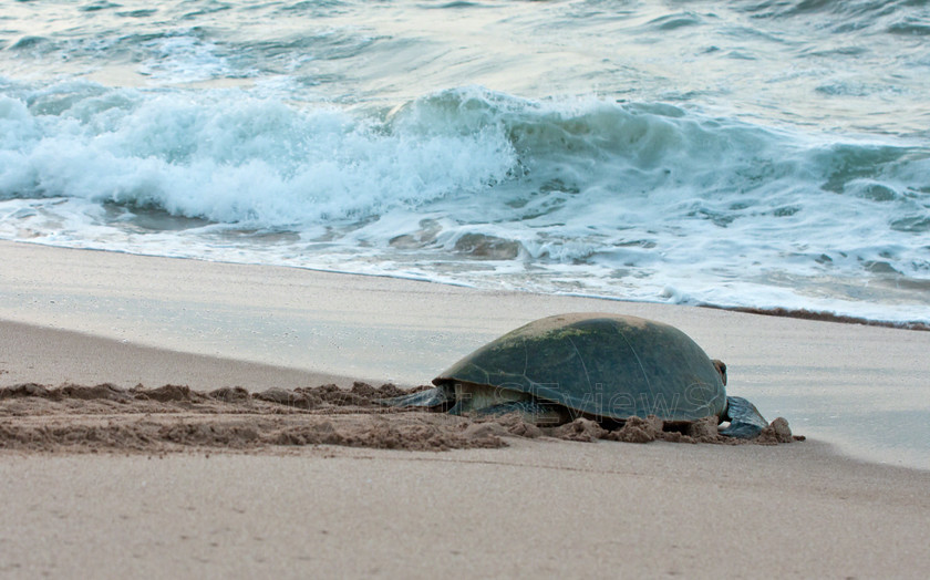 Green Sea Turtles 1565 
 Green Sea Turtle struggling to get back to sea after laying eggs on Ras Al Had beach overnight 
 Keywords: Green Sea Turtle, Chelonia mydas, Ras Al Had, Oman