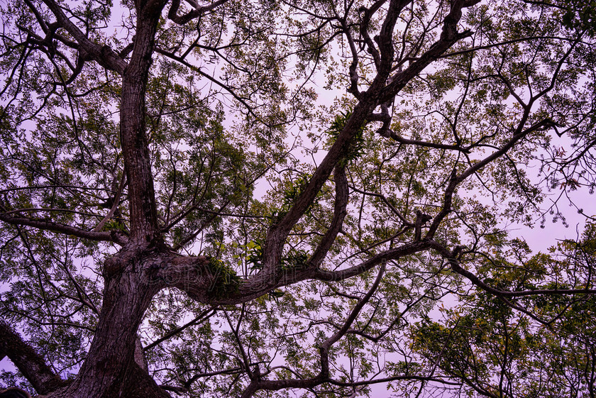 Mango tree branches0905 
 Large Mango tree branches at Golden Rock Plantation Inn, Gingerland, Nevis 
 Keywords: St Kitts & Nevis, Caribbean, Large Mango tree branches, Golden Rock Plantation Inn, Gingerland, Nevis