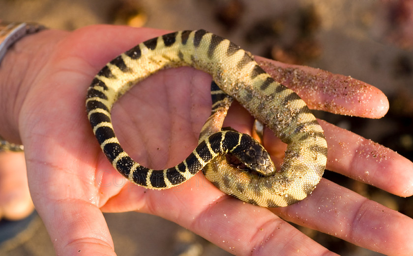 Sea Snake (1) 
 Arabian Sea Snake on man's hand 
 Keywords: Arabian Sea Snake, Enhydrina sp., Juvenile